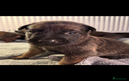Belgian Shepherd Dog dogs for sale: Belgian Malinois puppies KC registered in Hartlepool - Image 20