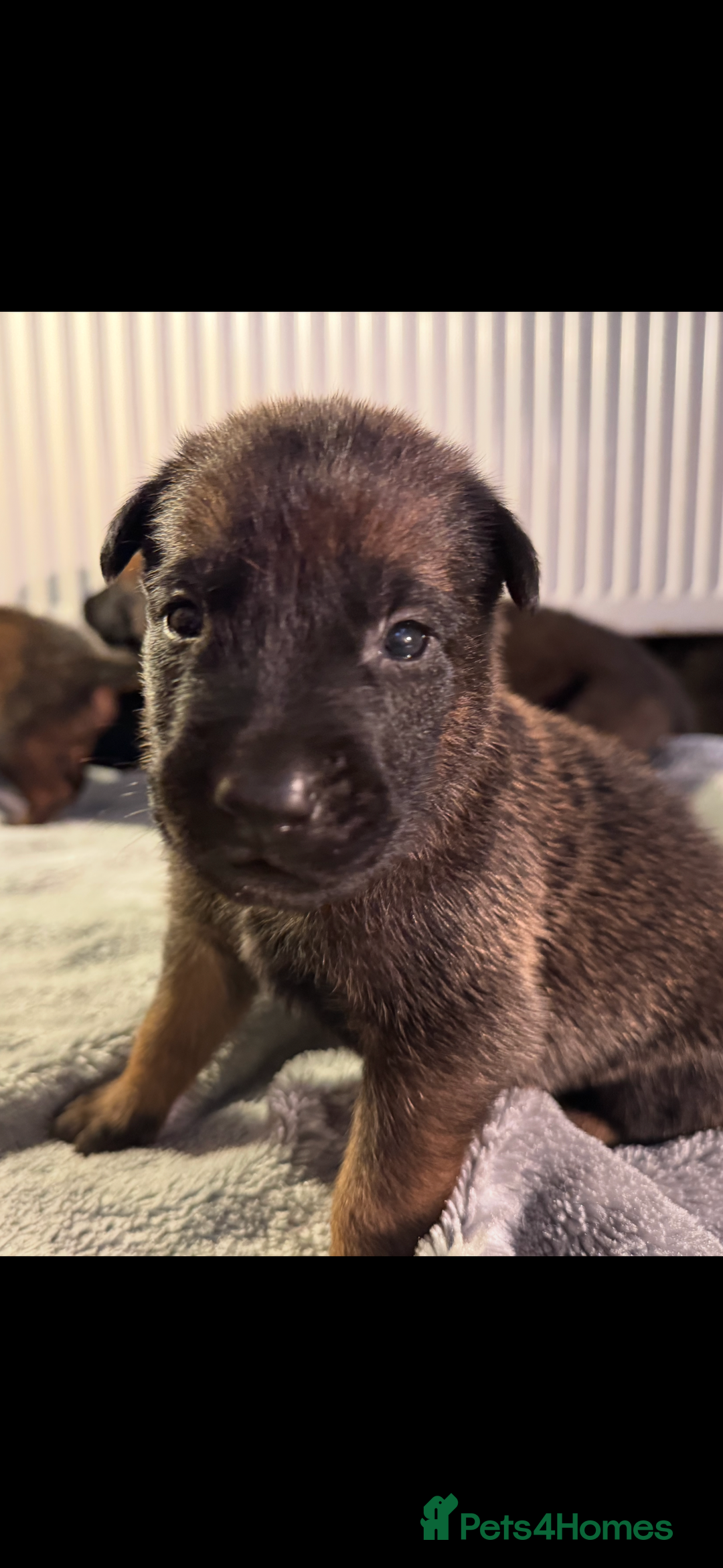 Belgian Shepherd Dog dogs for sale: Belgian Malinois puppies KC registered in Hartlepool - Image 20