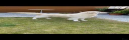 Golden Retriever dogs for sale: KC-DNA Chunky fluffy goldies.  - Advert 2