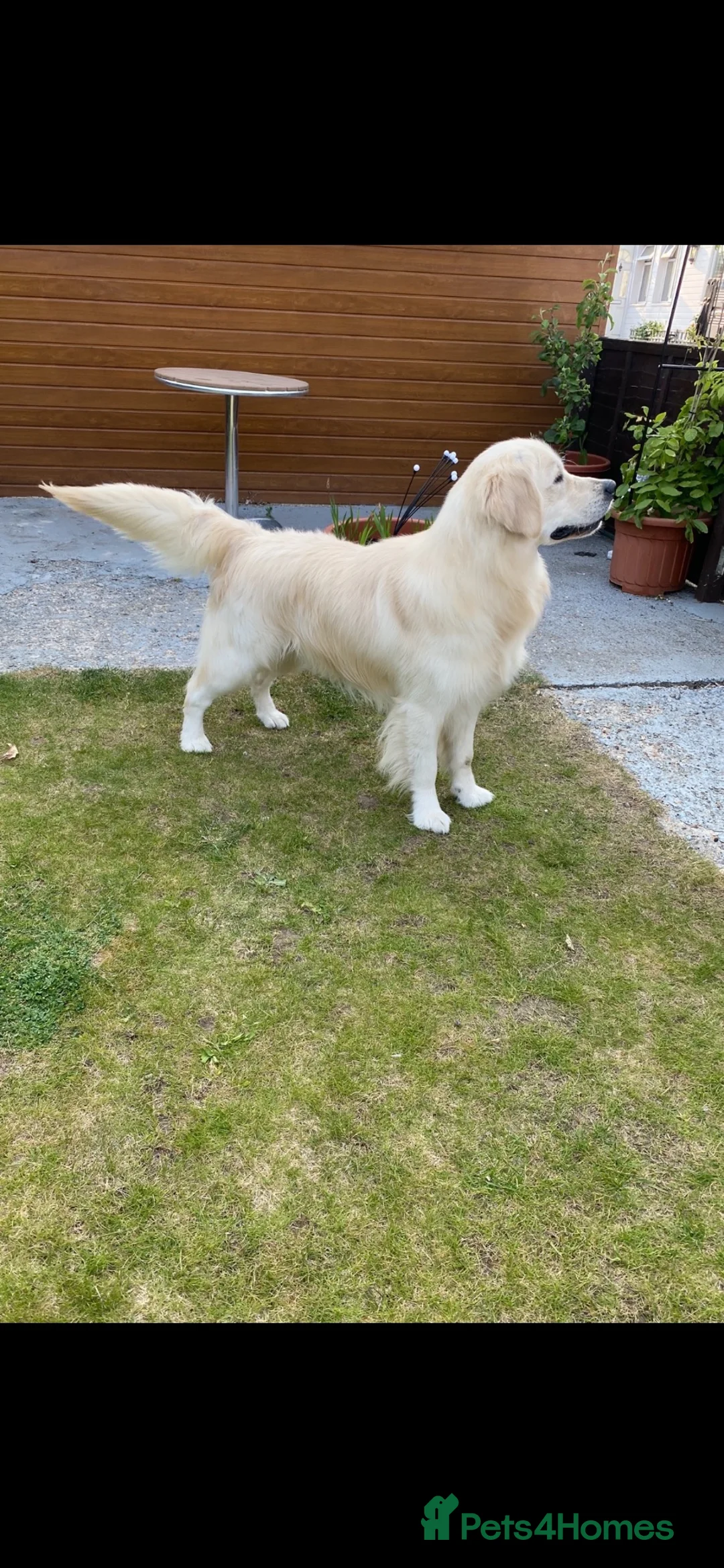 Golden Retriever dogs for sale: KC-DNA Chunky fluffy goldies.  - Advert 2