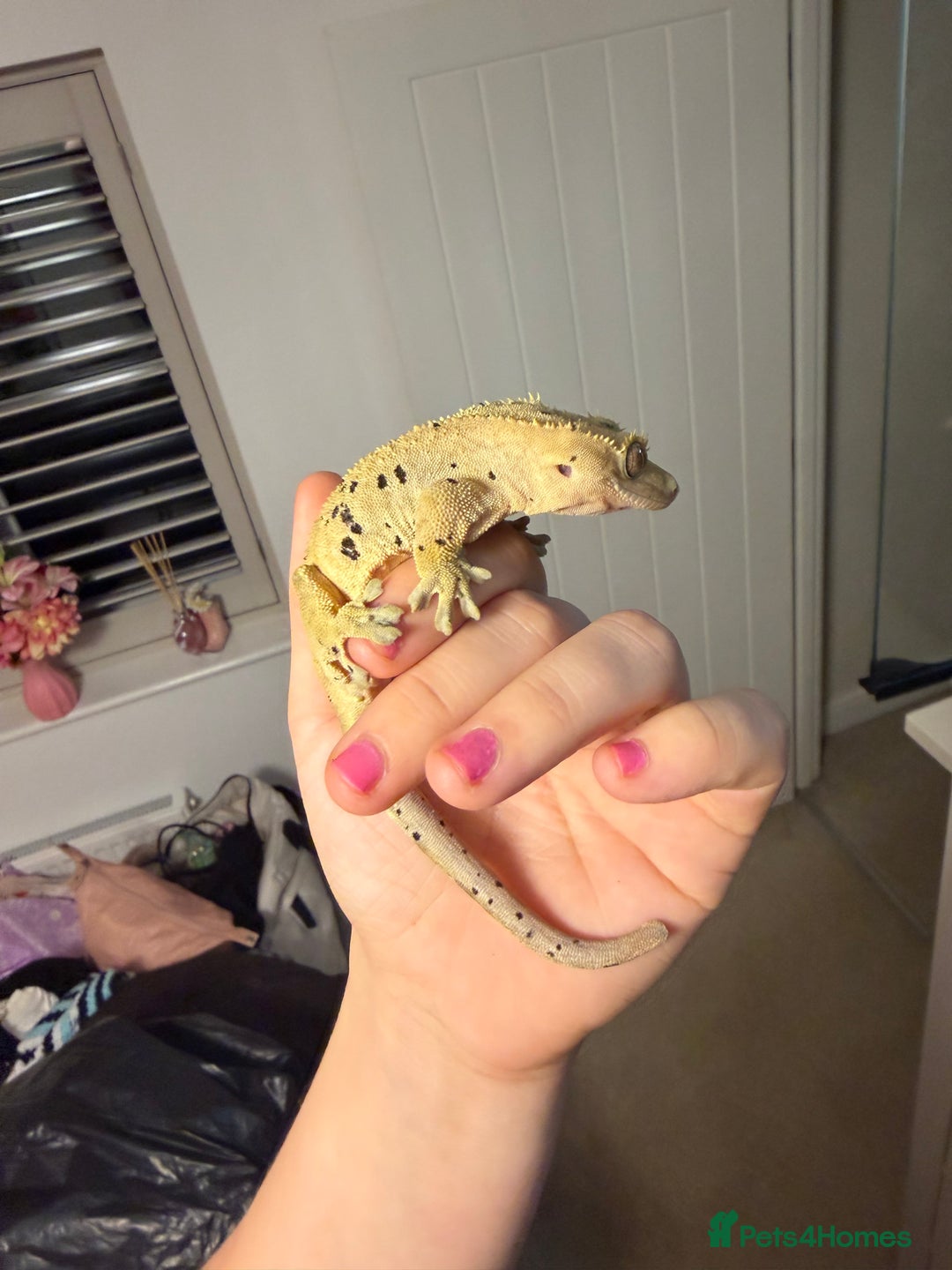 Gecko reptiles for sale: Beautiful Dalmatian Female Crested Gecko  - Advert 4