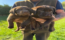 Labrador Retriever dogs for sale: Fantastic kc registered chocolate Labrador puppies - Image 4