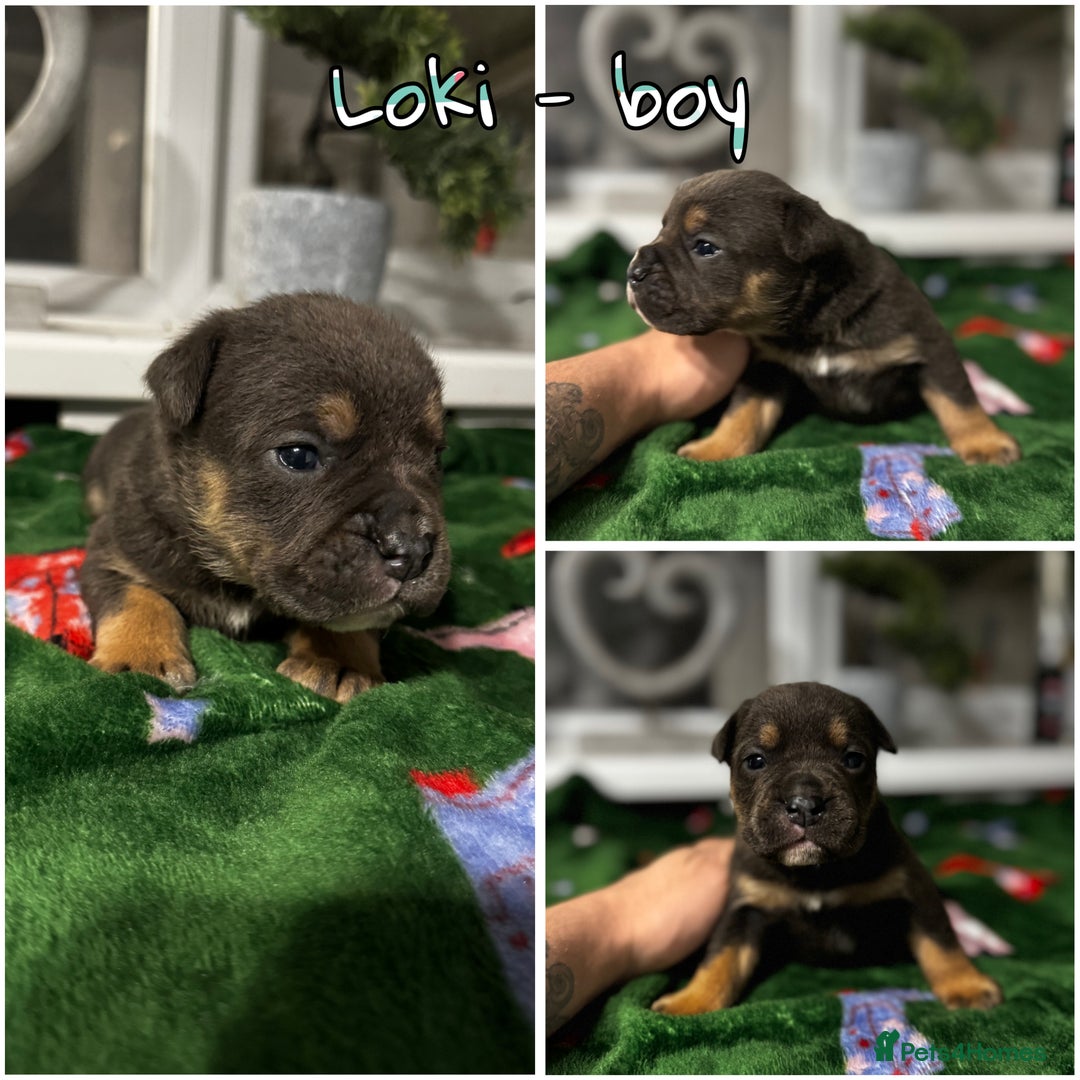 Olde English Bulldogge dogs for sale: Stunning Olde English pups - Image 2