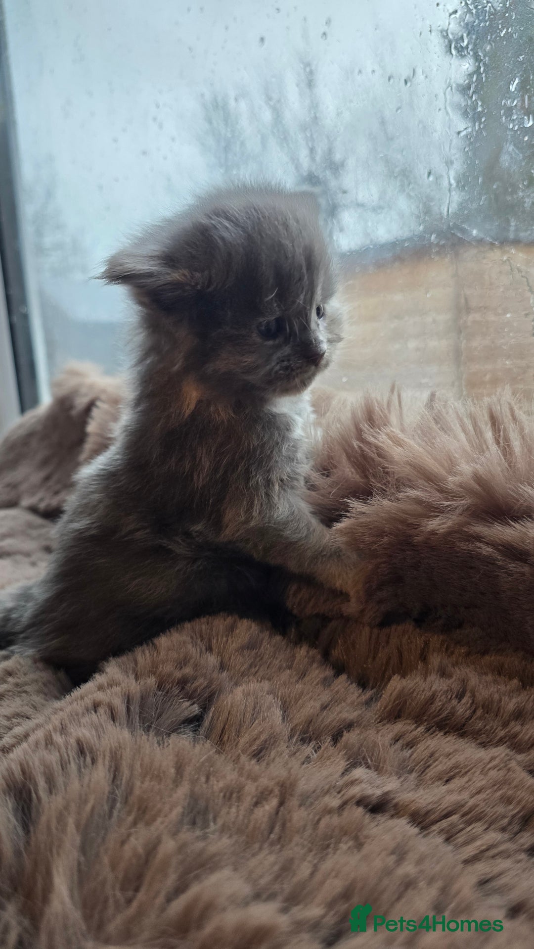 Maine Coon cats for sale: Stunning Mainecoons - Advert 10