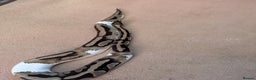 Python Snake reptiles for sale: Male pied ball python  - Advert 3