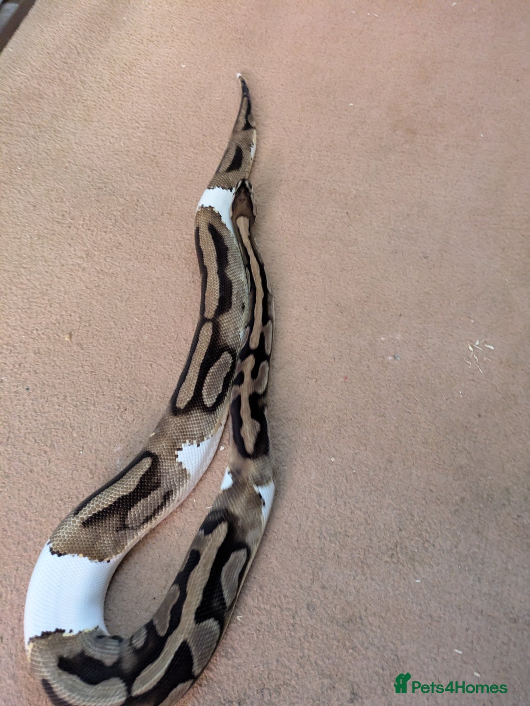 Python Snake reptiles for sale: Male pied ball python  - Image 3