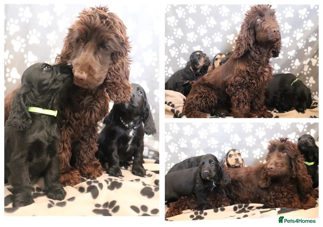 Cocker Spaniel dogs for sale: Cocker spaniels  - Advert 2