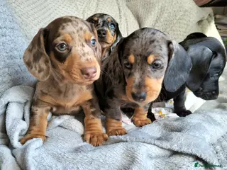 Miniature Dachshund dogs Beautiful miniature dachshunds 😊 - Advert 16