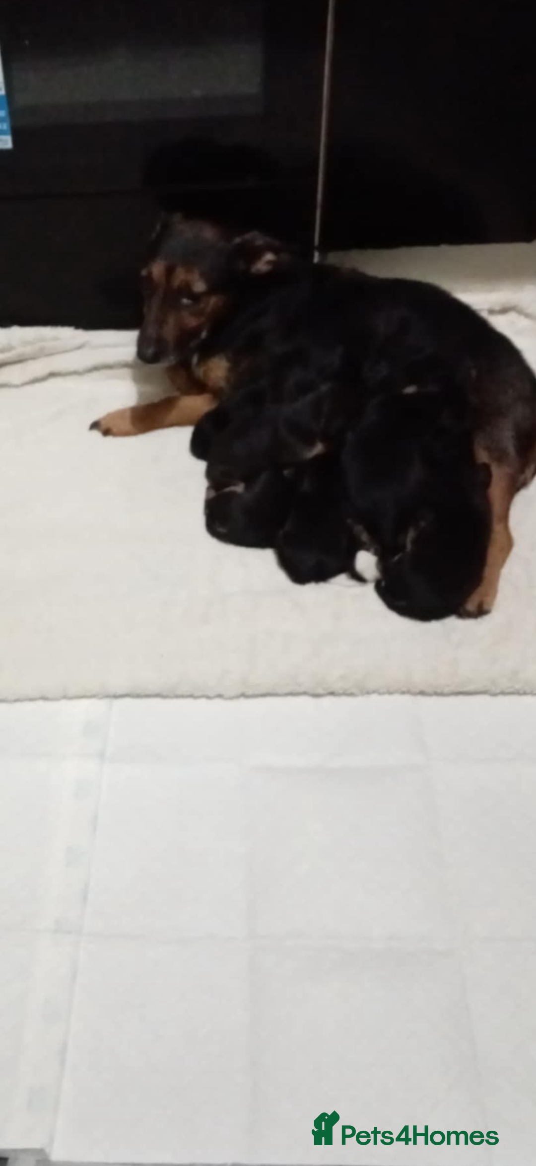 Mixed Breed dogs for sale: Patterjack x staffy puppies available  - Advert 1