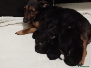 Mixed Breed dogs Patterjack x staffy puppies available - Advert 2