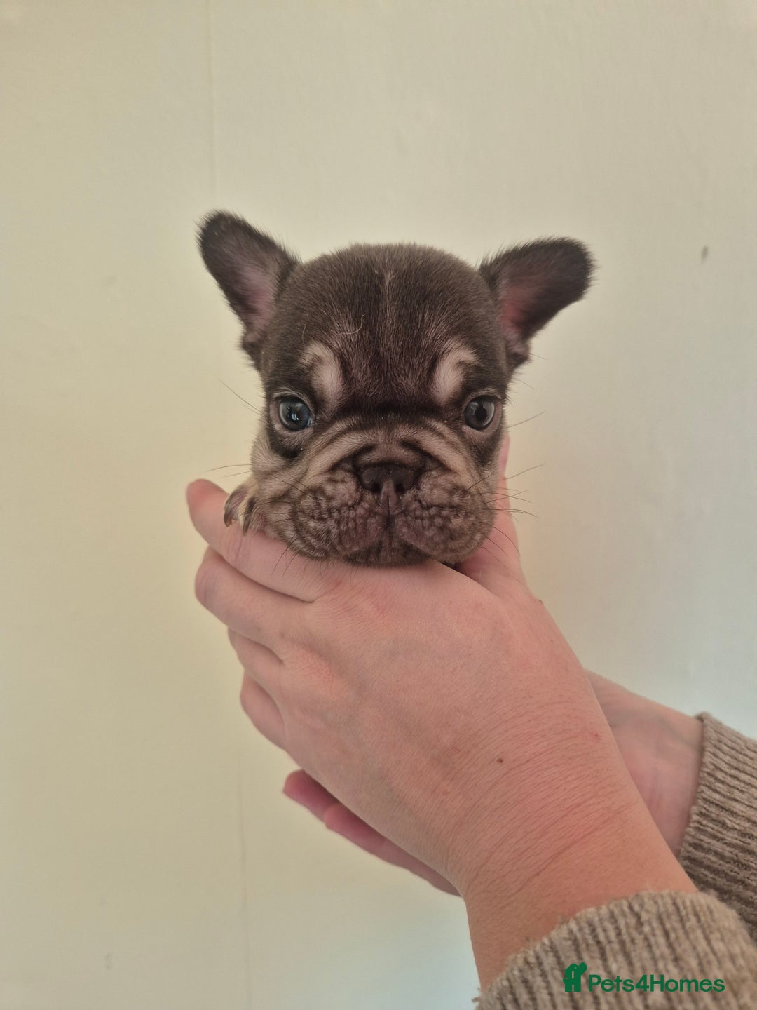French Bulldog dogs for sale: Beautiful Frenchie Pups - Advert 3
