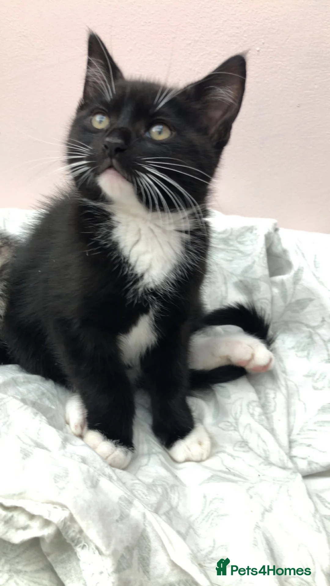 British Shorthair cats for sale: Beautiful kittens ready now  - Advert 4