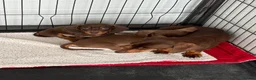 Miniature Dachshund dogs for sale: Miniature Dachshund puppies - Advert 9