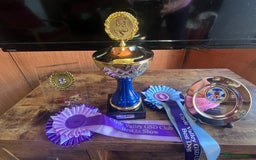 German Shepherd dogs for sale: Litter of puppies with a World Class Pedigree  - Advert 16