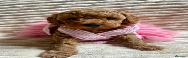 Toy Poodle 2