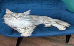 Maine Coon cats for sale: Main coon cross with British short hair - Image 26