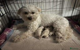 Maltipoo dogs for sale: 4 Beautiful Maltipoos for SALE  - Image 5
