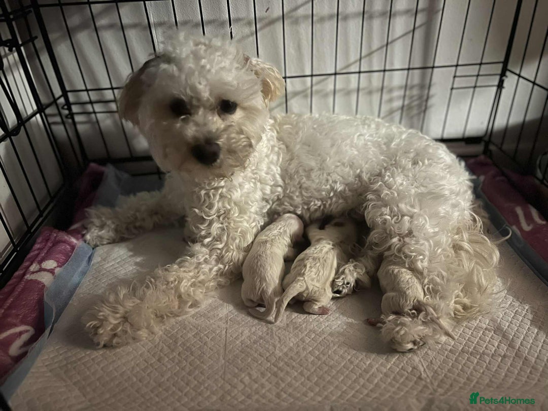 Maltipoo dogs for sale: 4 Beautiful Maltipoos for SALE  - Image 5