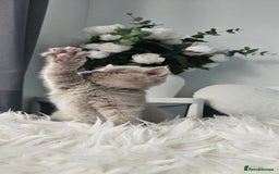 Scottish Fold cats for sale: 3 Beautiful Scottish Fold Kittens(Taki,Taco,Tango) - Image 3