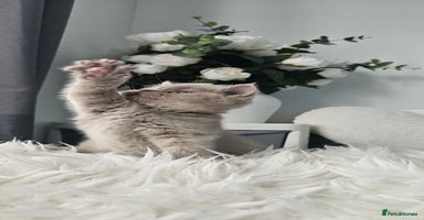 Scottish Fold cats - Advert 2