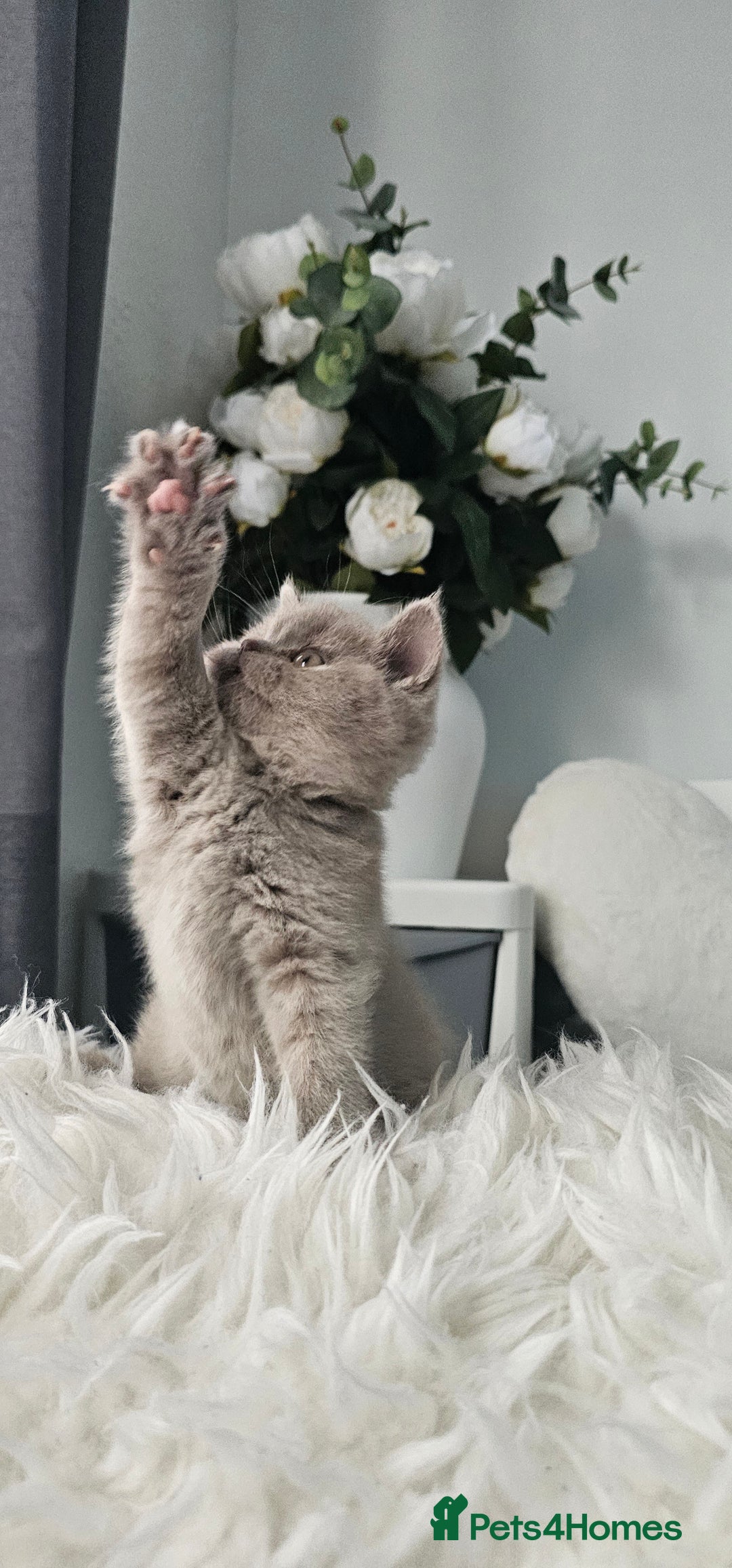 Scottish Fold cats for sale: 3 Beautiful Scottish Fold Kittens(Taki,Taco,Tango) - Image 3