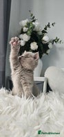 Scottish Fold cats - Advert 8