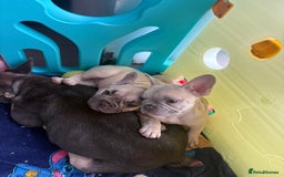 French Bulldog dogs for sale: KC REGISTERED FRENCH BULLDOG PUPPIES - Image 5