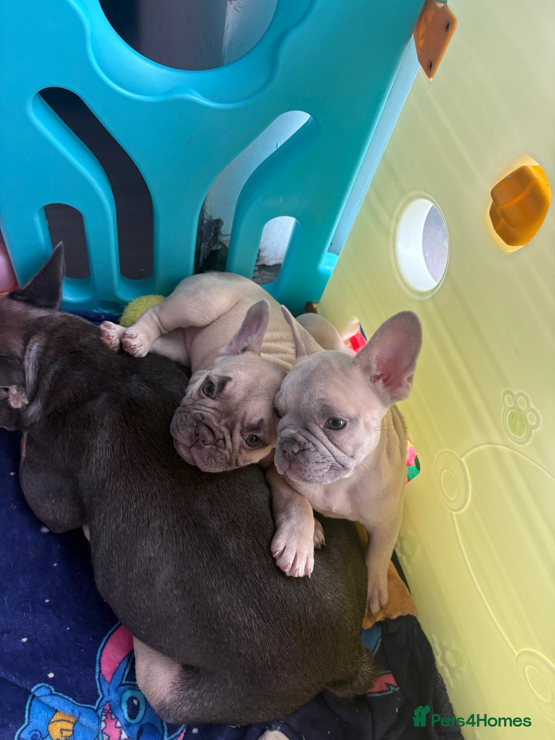 French Bulldog dogs for sale: KC REGISTERED FRENCH BULLDOG PUPPIES - Image 5