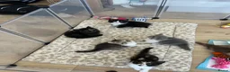 British Shorthair cats for sale: Cute BSH Kittens  - Advert 3
