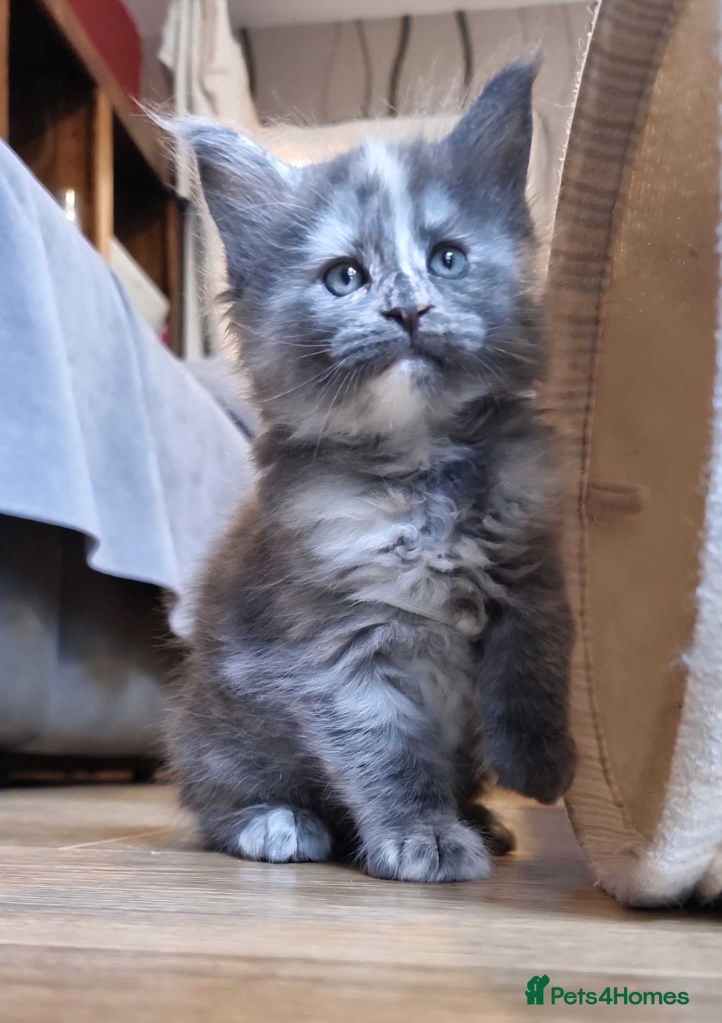 Maine Coon cats Excellent pedigree kittens - Advert 2