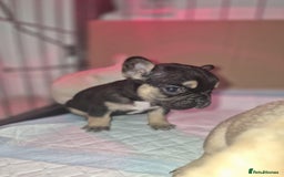 French Bulldog dogs for sale: Stunning French bulldog puppies 5 boys 2 girls  - Image 6