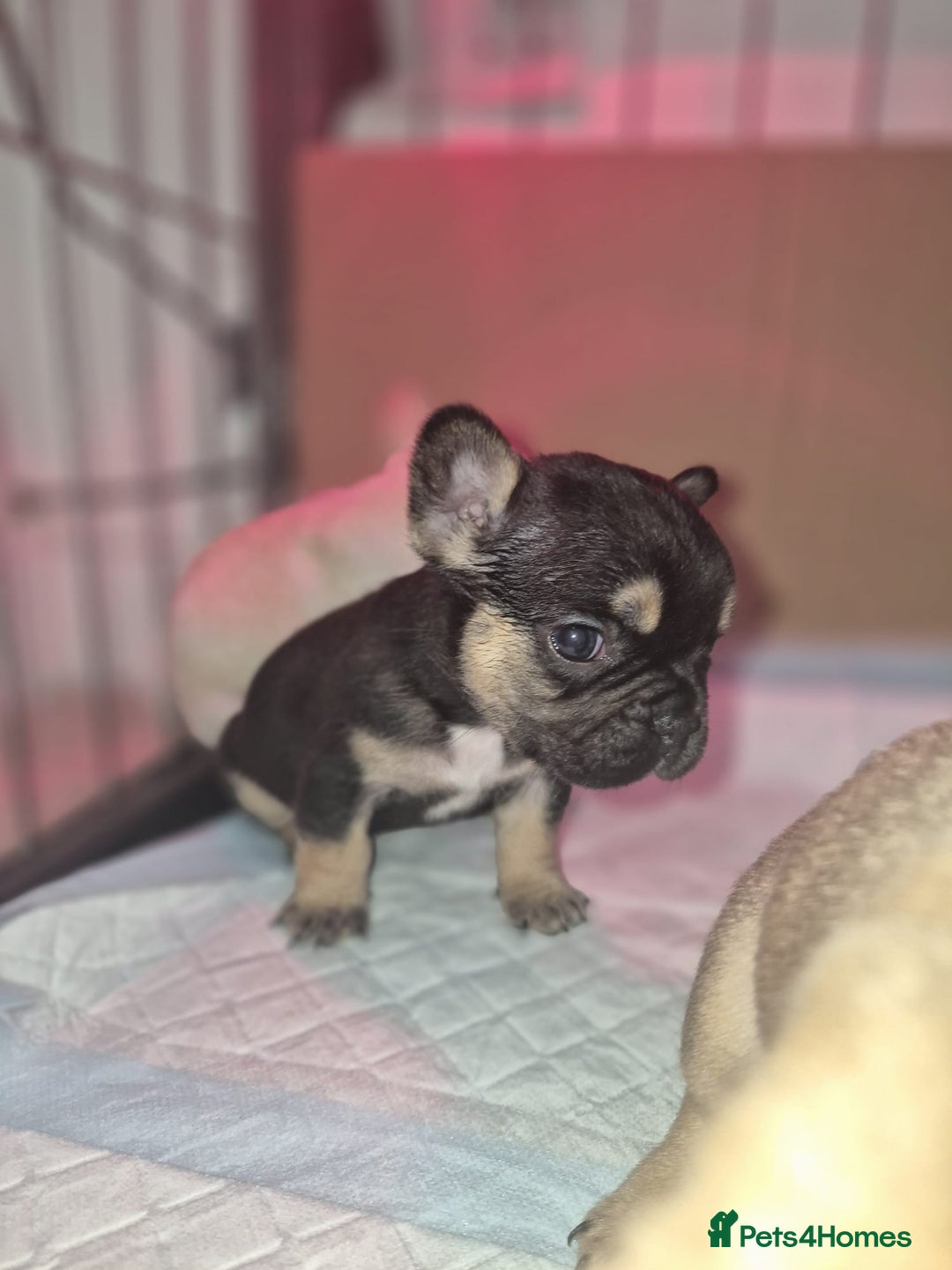 French Bulldog dogs for sale: Stunning French bulldog puppies 5 boys 2 girls  - Image 6