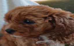 Cavapoo dogs for sale: Red F1 cavapoos Suoerb with full DNA tests - Image 13