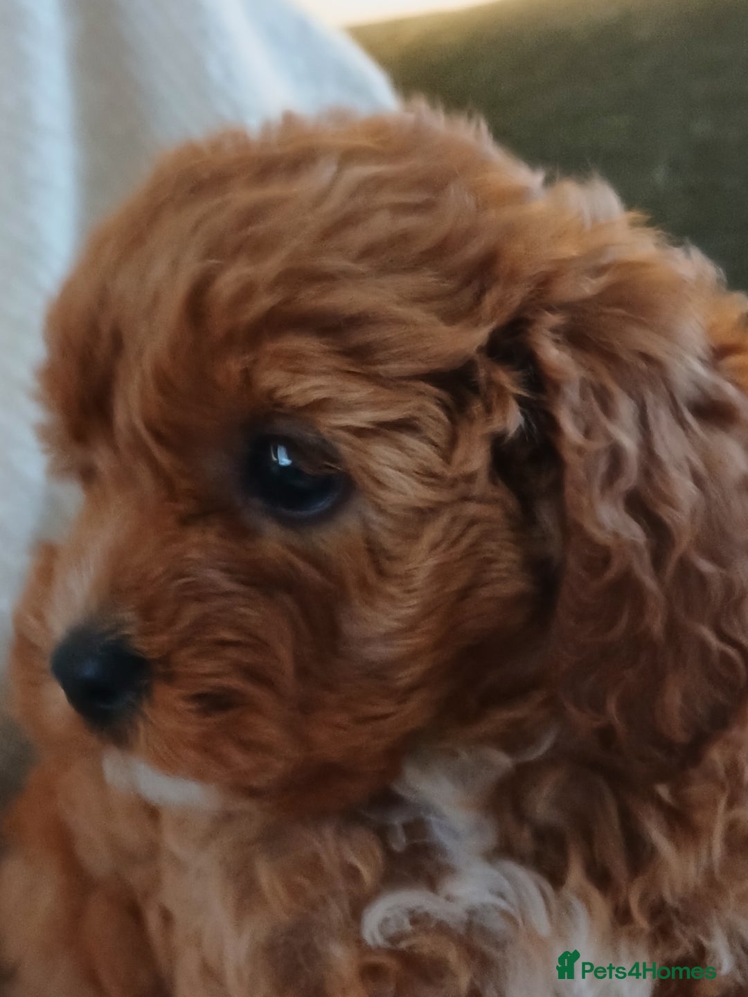 Cavapoo dogs for sale: Red F1 cavapoos Suoerb with full DNA tests - Image 13