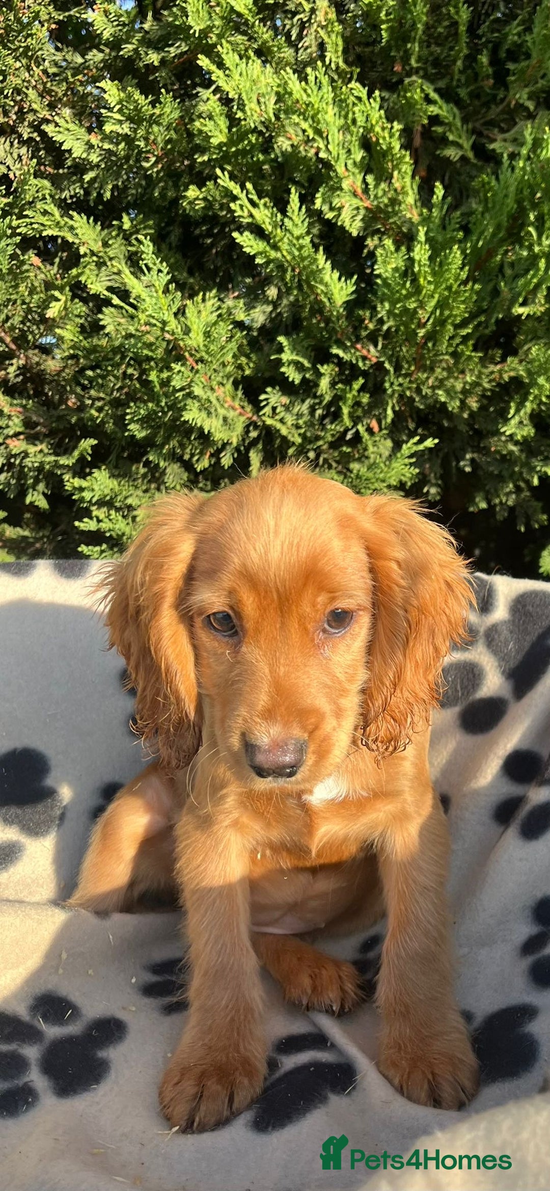 Cocker Spaniel dogs for sale: Four beautiful girl cocker spaniel  - Image 8