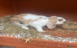 English Lop rabbits for sale:  rabbit plus hutch - Image 2
