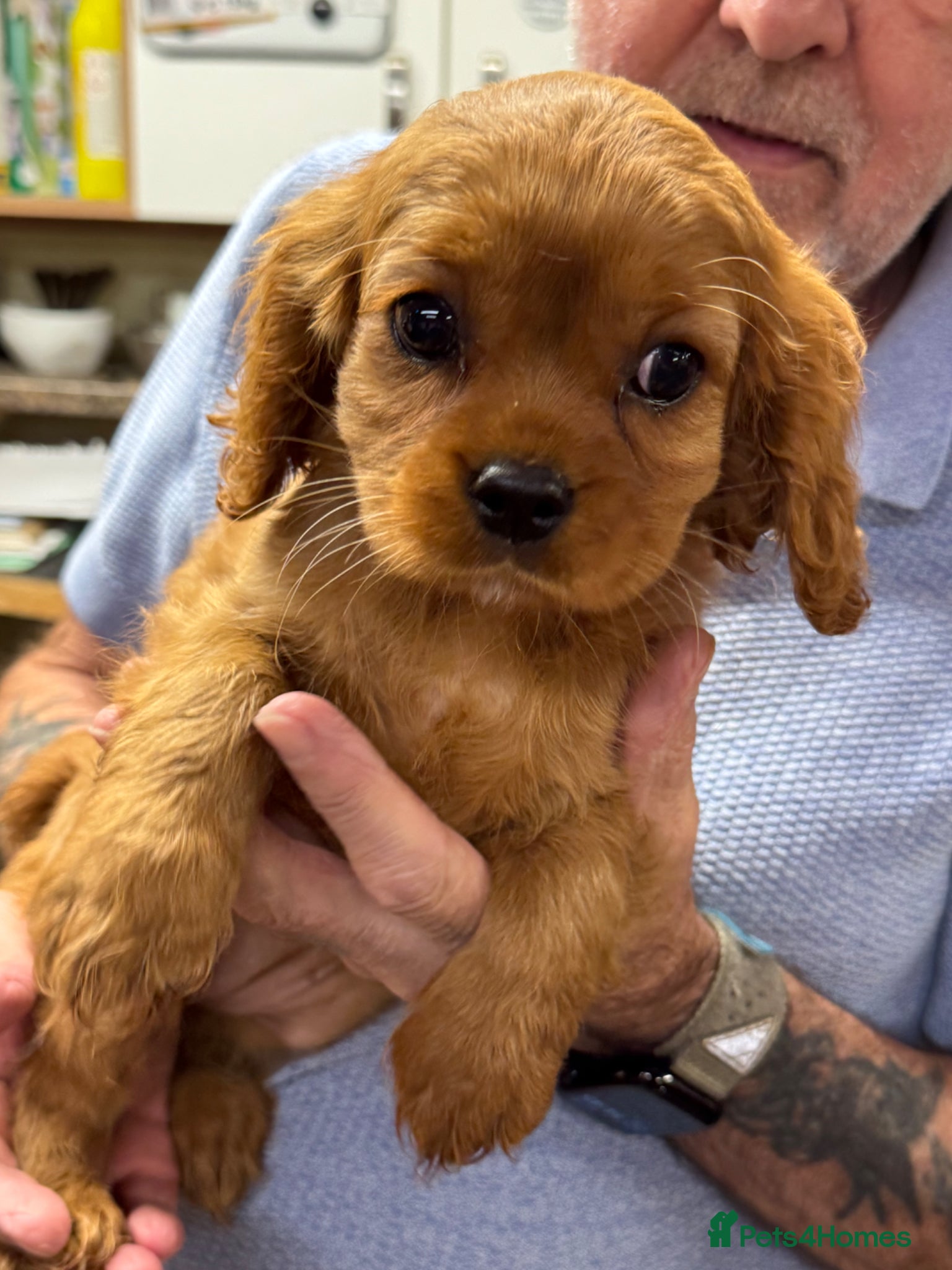 Cavalier King Charles Spaniel dogs Cavalier King Charles  - Advert 2