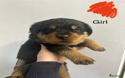 Rottweiler dogs for sale: 8 Chunky Rottweiler puppies for sale - Image 2