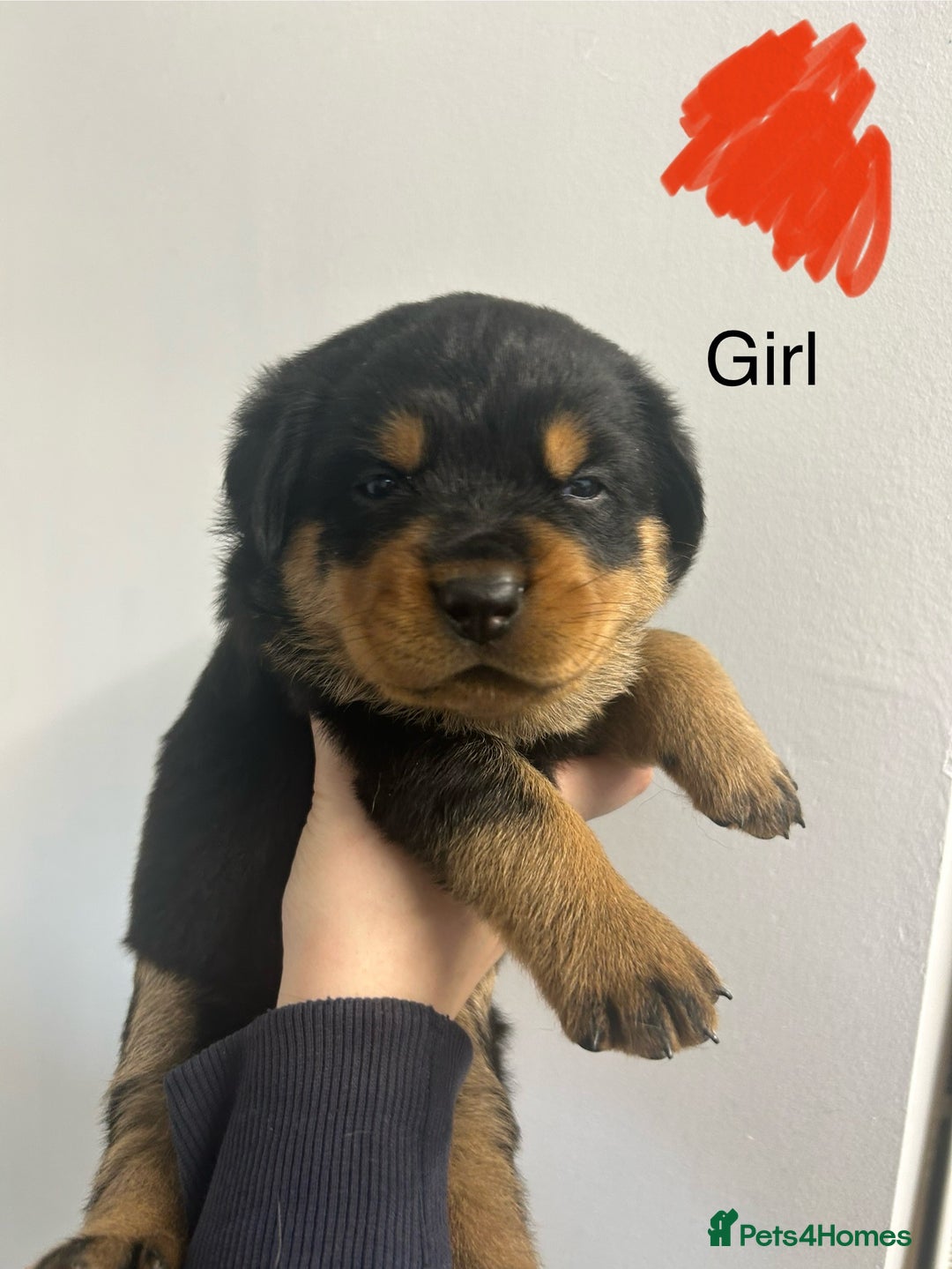 Rottweiler dogs for sale: 8 Chunky Rottweiler puppies for sale - Image 2