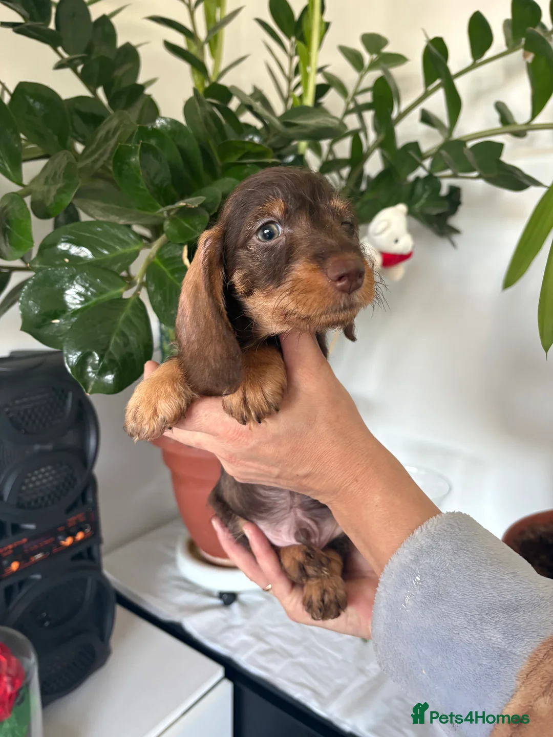 Miniature Dachshund dogs for sale: Wire haired puppies! Boys and girls - Advert 2