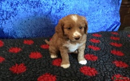 Australian Labradoodle dogs for sale: Stunning miniature Australian labradoodles - Image 19