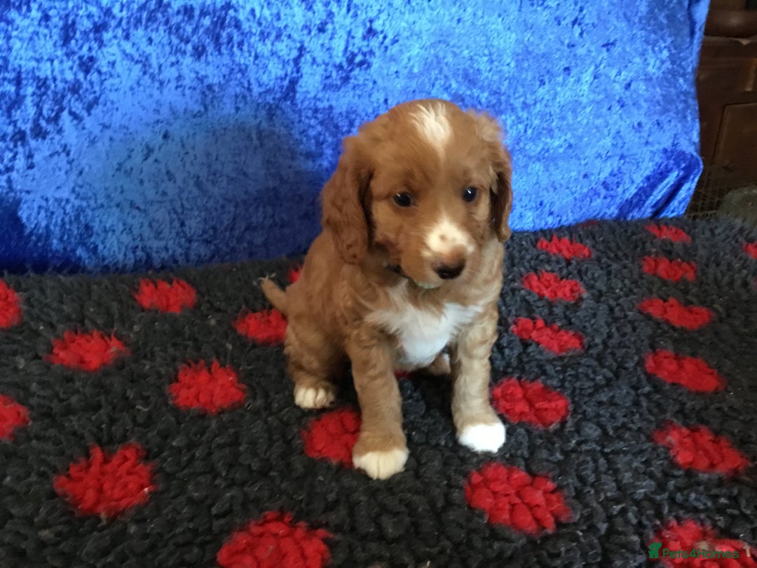 Australian Labradoodle dogs for sale: Stunning miniature Australian labradoodles - Image 19