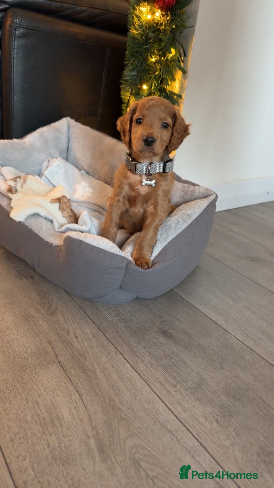 Cockapoo dogs for sale: Male cockapoo - Advert 5