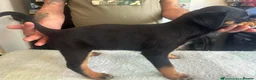 Rottweiler dogs for sale: 2 Beautiful and Playful Rottweiler puppies  - Advert 22
