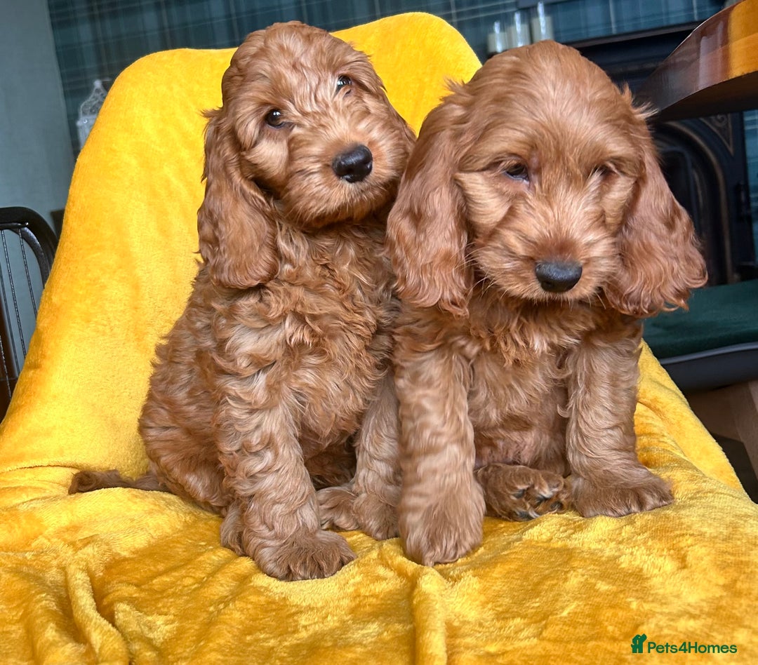Cockapoo dogs for sale: Cockapoo puppies  - Image 6