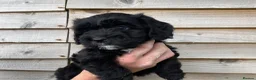 Cockapoo dogs for sale: F1 Cockapoo puppies  in Carnforth - Advert 7