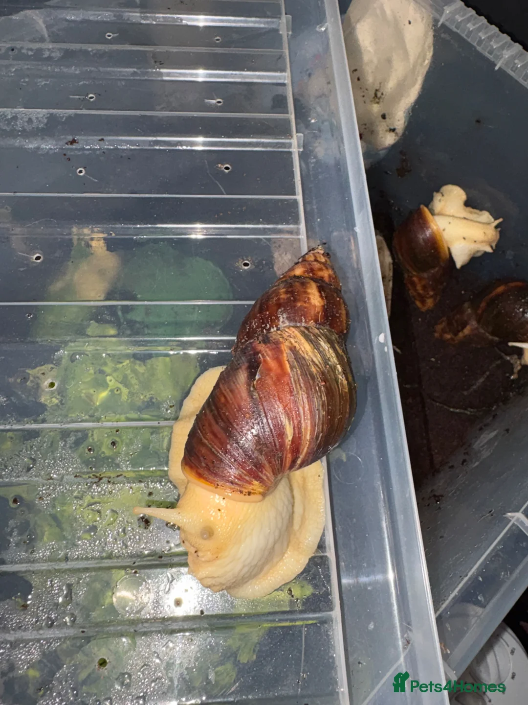 Snails invertebrates for sale: 3 giant African land snails  - Advert 2