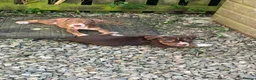 American Bully dogs for sale: American pocket bully  - Advert 12