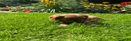 Cavalier King Charles Spaniel dogs for sale: Cavalier King Charles  - Advert 6