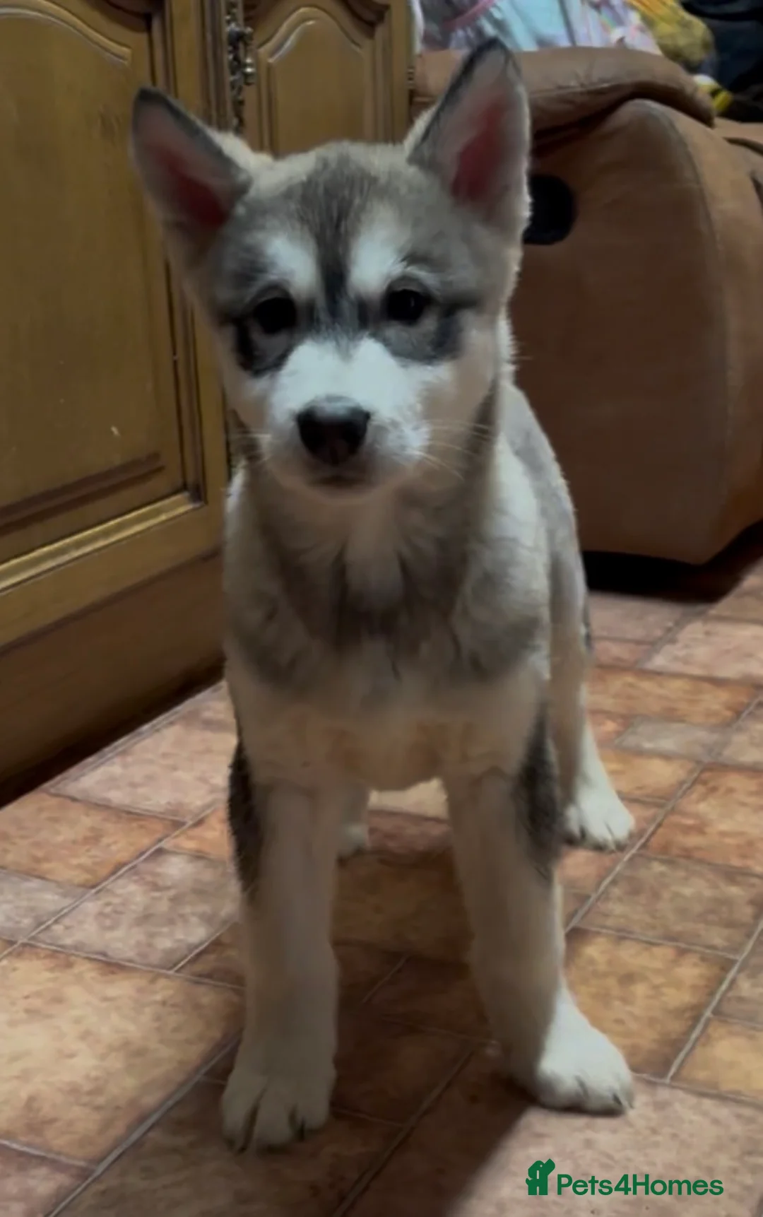 Alaskan Malamute dogs for sale: K.C registered Quality Alaskan Malamute puppies - Advert 27